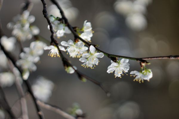 trees,branch,white,flowers