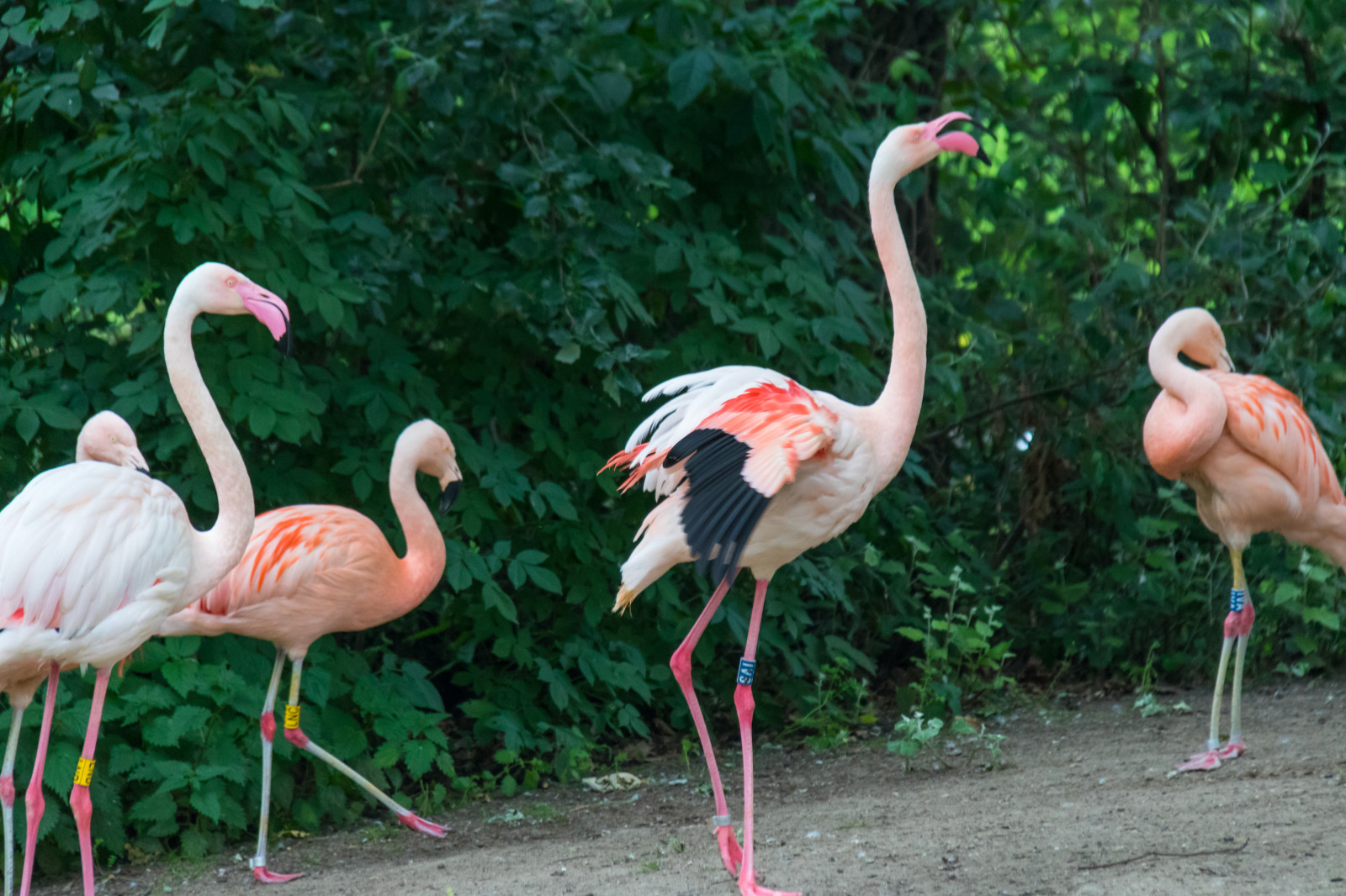 Fond D cran Allemagne Faune Zoo Le Bec Berlin Animal Djur 