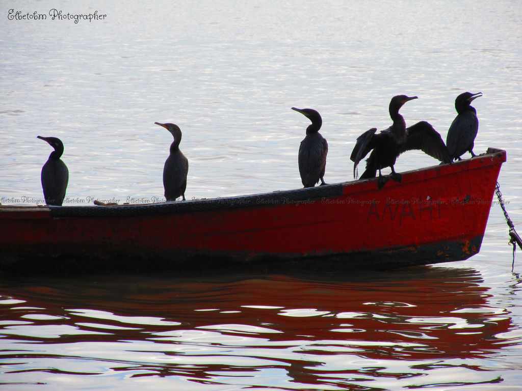 acqua, water transportation, uccello, barca, uccello marino, mare, acqua uccello, moto d'acqua, calma, Charadriiformes, canottaggio