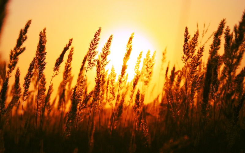sunlight, sunset, nature, grass, depth of field, reflection sunlight, sunset, nature, grass, depth of field, reflection