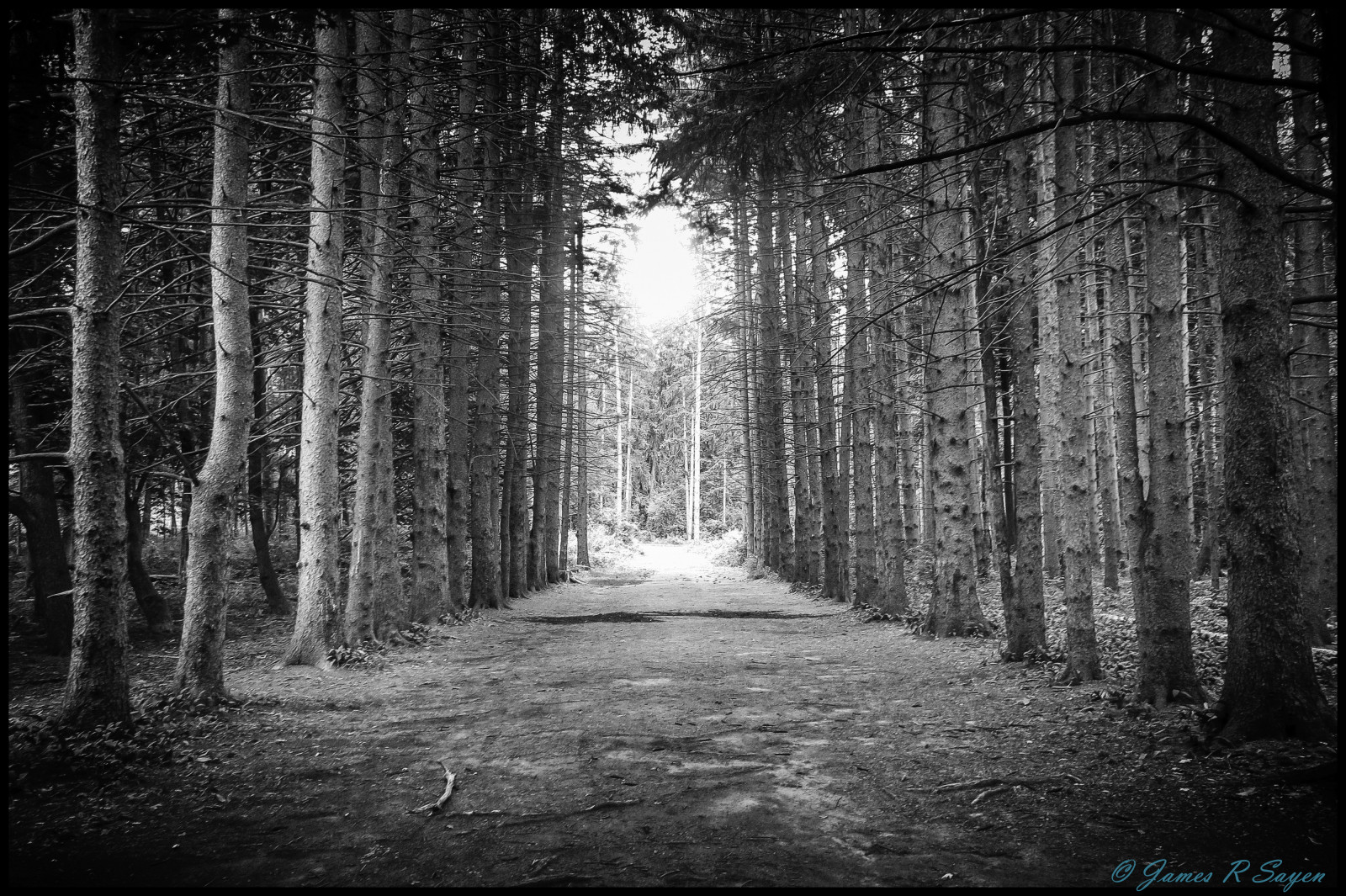 slunečnímu záření, krajina, les, Černá, černobílý, zahrada, Příroda, nebe, zima, fotografování, větev, ráno, atmosféra, cesta, Michigan, Shelby, zřícenina, majetek, světlo, strom, rostlina, hra, tma, borovice, zátoka, trůny, zálesí, háj, počítač tapeta, Černý a bílý, monochromatické fotografování, dřevina, mírné jehličnatý les, biome, kufr, prales, jev, stoney, sheldon, okres, Metropark, stock photography, spruce fir forest