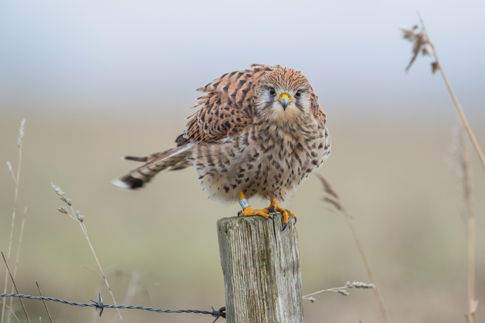 uccello, gufo, fauna, uccello rapace, becco, falco, natura, Falco, piuma, grande gufo grigio, ramo, ala