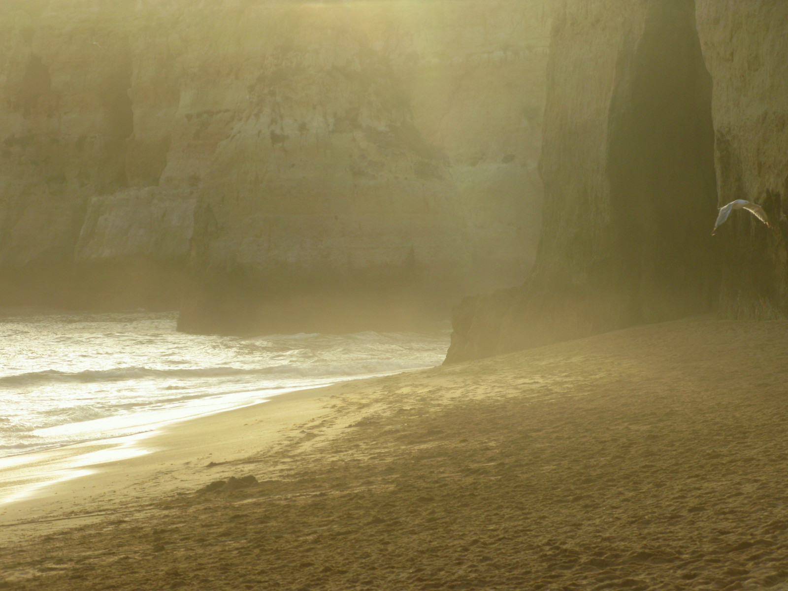 sollys, hav, vand, kyst, himmel, strand, berolige, morgen, tåge, kyst, ørken, horisont, atmosfære, støv, guld, lys, tåge, udforske, ocean, måge, bølge, playa, plage, anawesomeshot, abigfave, mywinners, betterthangood, luz, 25faves, 100faves, 35faves, littlestoriespicswithsoul, Lagoa, fænomen, 50faves, 10faves, algarve, expressyourselfaward, Gaivota, ouro, 333views, Andr pipa, photobyandr pipa, Portimao, deserta, Caneiros, B jos, praiadoscaneiros, mondocafeclub, qfooooooog, stock photography