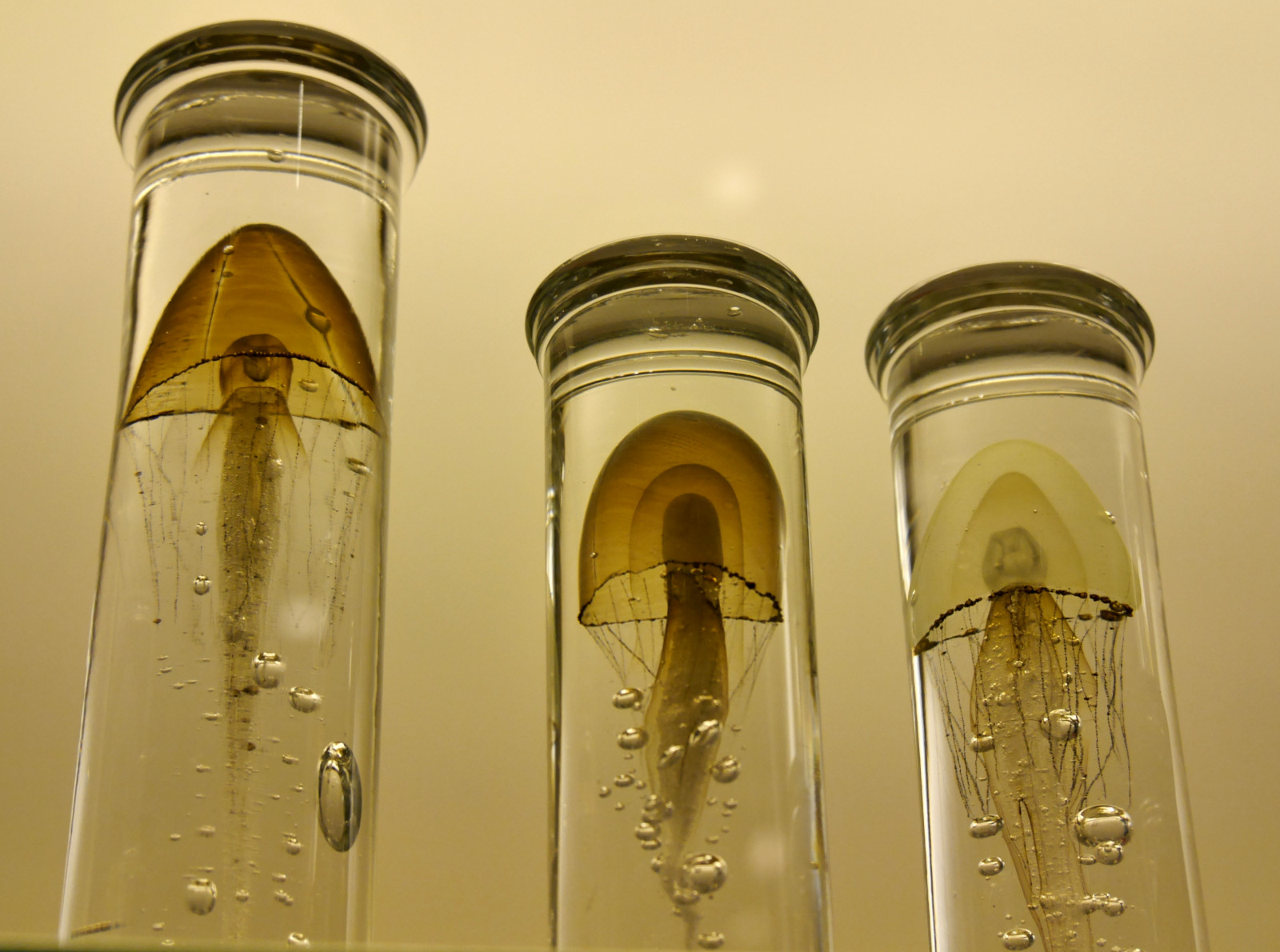 Spojené království, Anglie, Londýn, sklenka, Páni, tři, Věda, Victoriaalbertmuseum, lahvička, Panasonicdmcg6, Nekonečná expozice, Nekonečná expozice