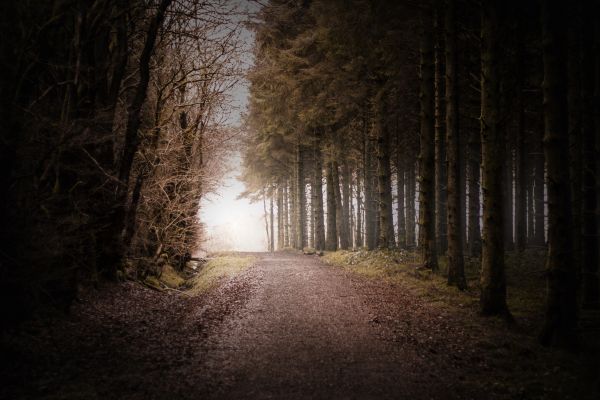 trees, nature, sunlight, forest, night, winter