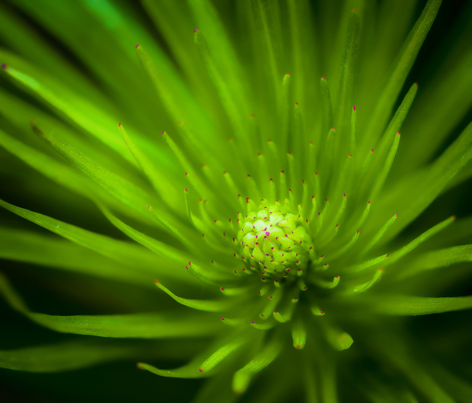 slunečnímu záření, Příroda, Červené, tráva, rostliny, fotografování, makro, zelená, žlutý, Kánon, bokeh, jaro, světlo, 5dmarkii, list, macromonday, macromondays, květ, rostlina, flóra, pupen, hmm, okvětní lístek, Topas, 100mm, botanika, zblízka, makro fotografie, závod stonek, canon5dmk2, trvalky, Liatris, gayfeather, stcharlesil, cbiiidesigns, pse11