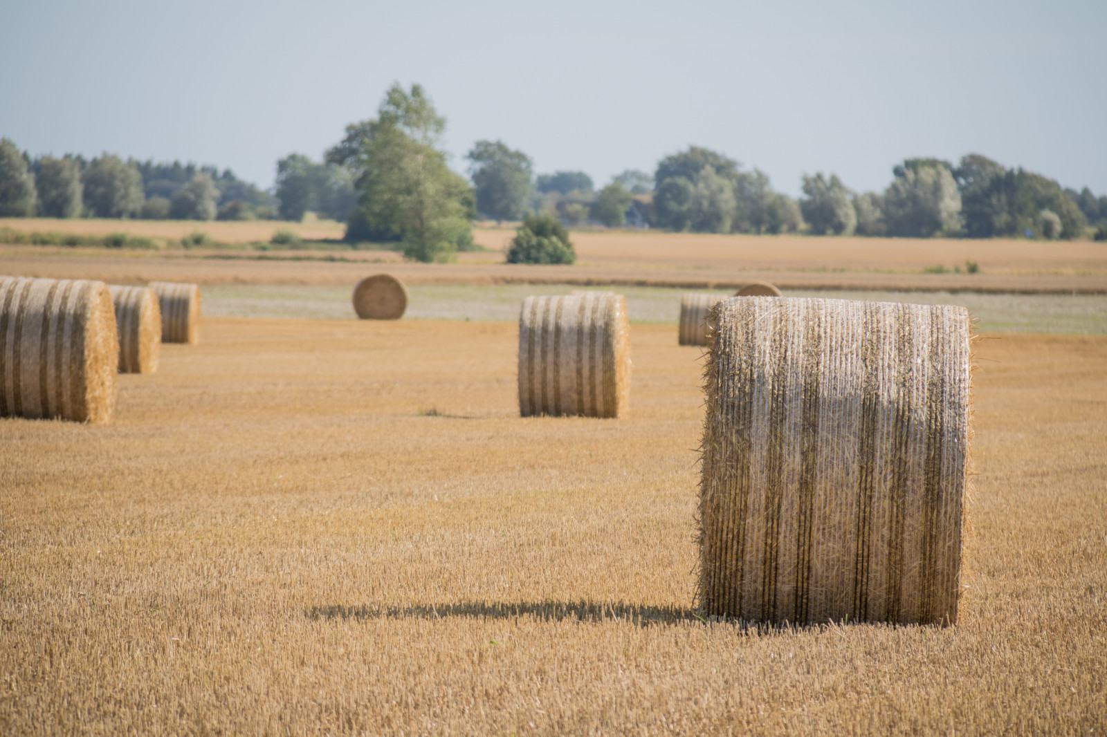 paesaggio, campo, azienda agricola, cannuccia, Grano, fieno, scenario, raccolto, prateria, pianta, campagna, pascolo, landsbygd, Landskap, modello canoneos760d exif, geocountry, Marca fotocamera Canon, Geocity, modello di fotocamera canoneos760d, geostate, geolocalizzazione, Lente exif efs18200mmf3556is, apertura exif 56, exif focalLength 200 millimetri, exif fare canon, exif ISOSPEED 100, halm, agricoltura, pianura, prateria, raccolto, suolo, area rurale, famiglia di erba