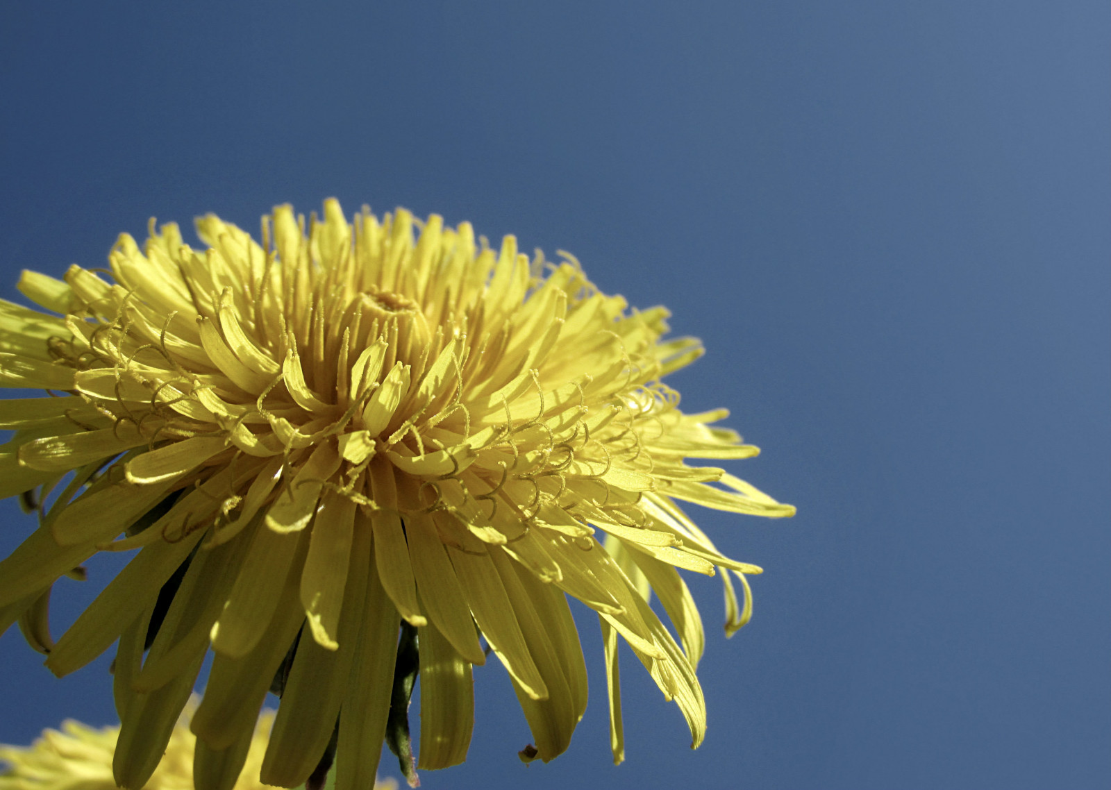 modrý, květ, makro, žlutý, pampeliška