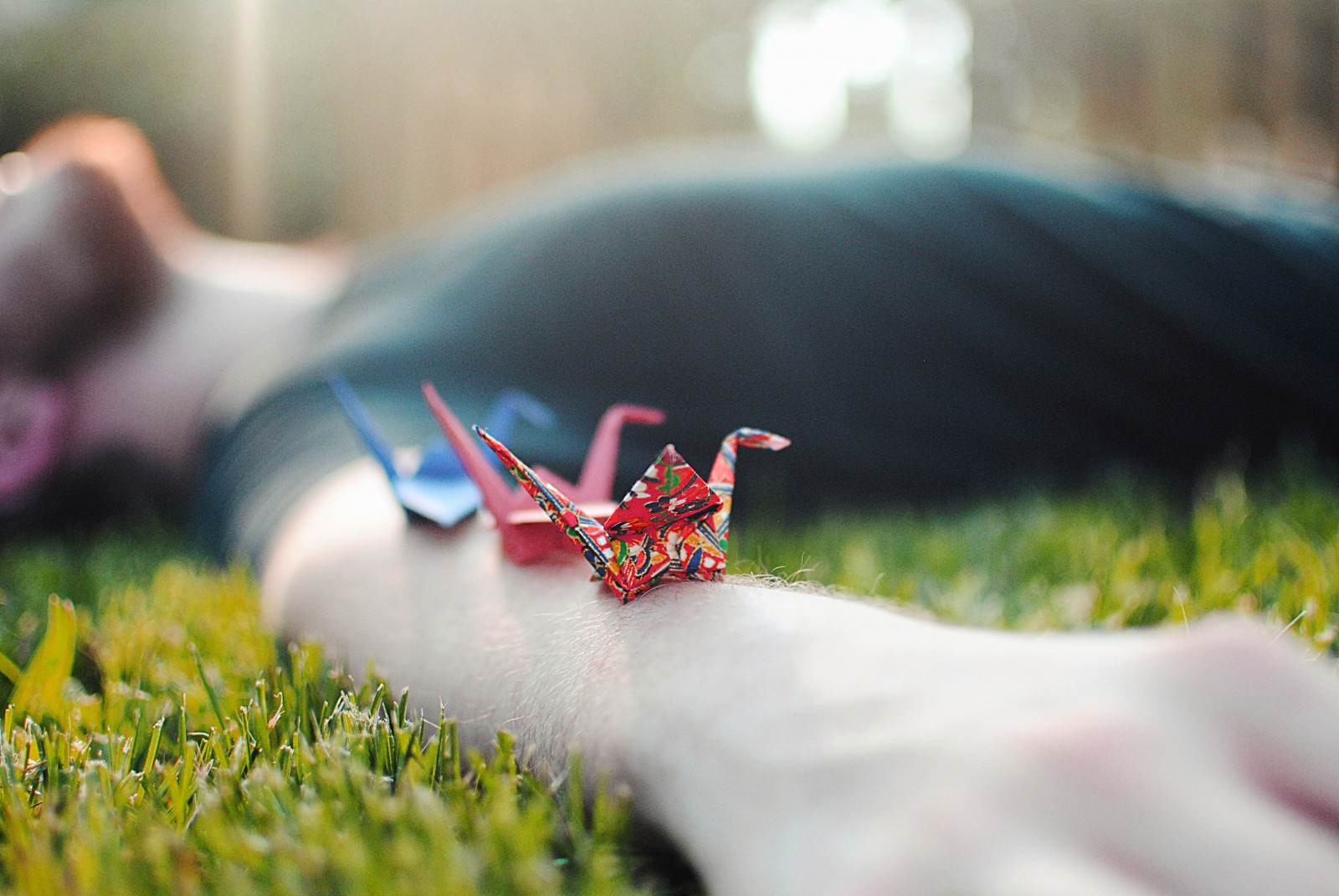 mand, græs, papir, Nikon, bokeh, kran, 365, D3000