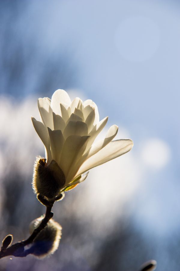 sunlight,nature,sky,photography,branch,white