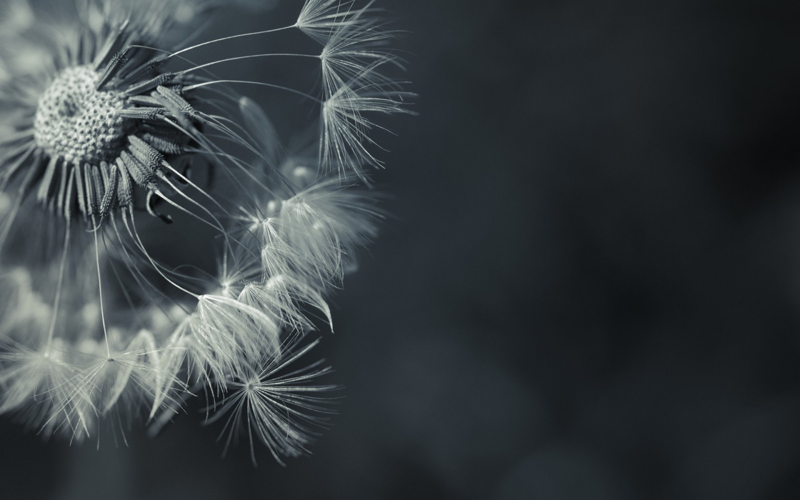 černobílý, květiny, tráva, fotografování, makro, větev, desaturated, list, květ, rostlina, flóra, tma, 1920x1200 px, počítač tapeta, Černý a bílý, monochromatické fotografování, suchozemská rostlina, kvetoucí rostlina, zblízka, makro fotografie, daisy rodina