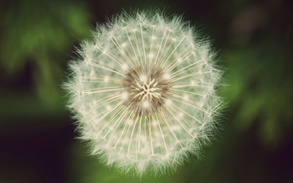 dandelion, fluff, flower, grass