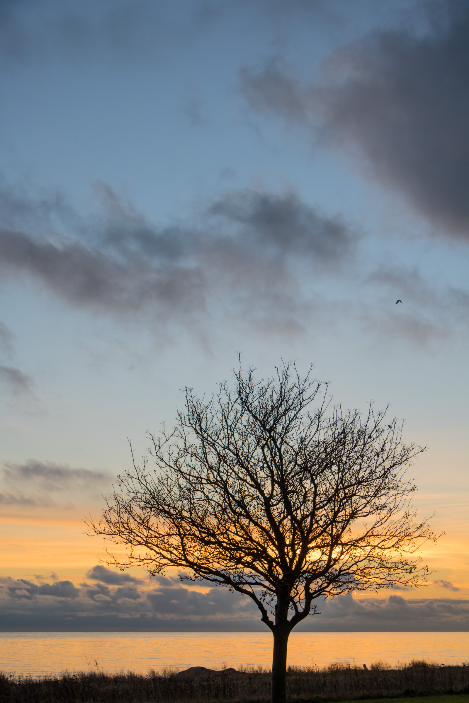 sollys, landskab, solnedgang, hav, natur, himmel, Mark, afdeling, solopgang, aften, morgen, kyst, horisont, skumring, Sky, træ, daggry, plante, himmel, solnedg ng, tr d, hav, Moln, Trelleborg, kust, almindeligt, prærie, landdistrikt, atmosfærisk fænomen, vedplante, savanne