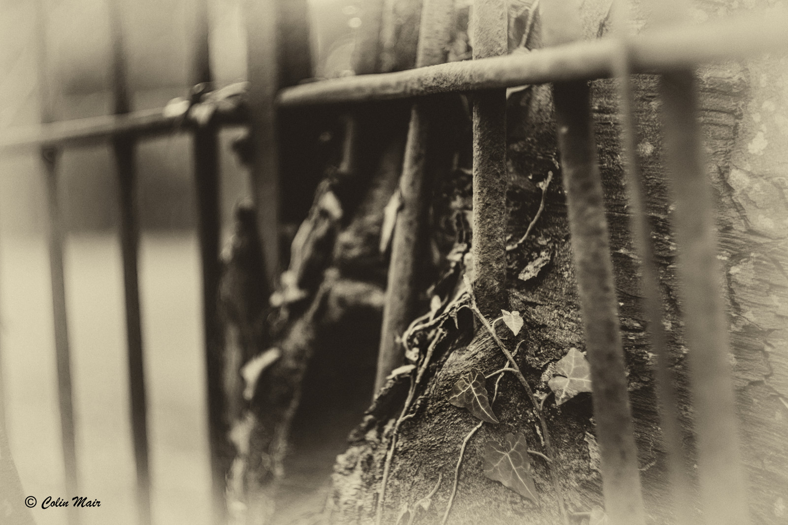 starý, černobílý, Sony, plot, objektiv, ruština, Svaz sovětských socialistických republik, strom, tělesné, HFF, 58mm, M42, manuál, zkorodované, Černý a bílý, monochromatické fotografování, Helios, Ayr, ilce6000, 442, Povolit, vložit