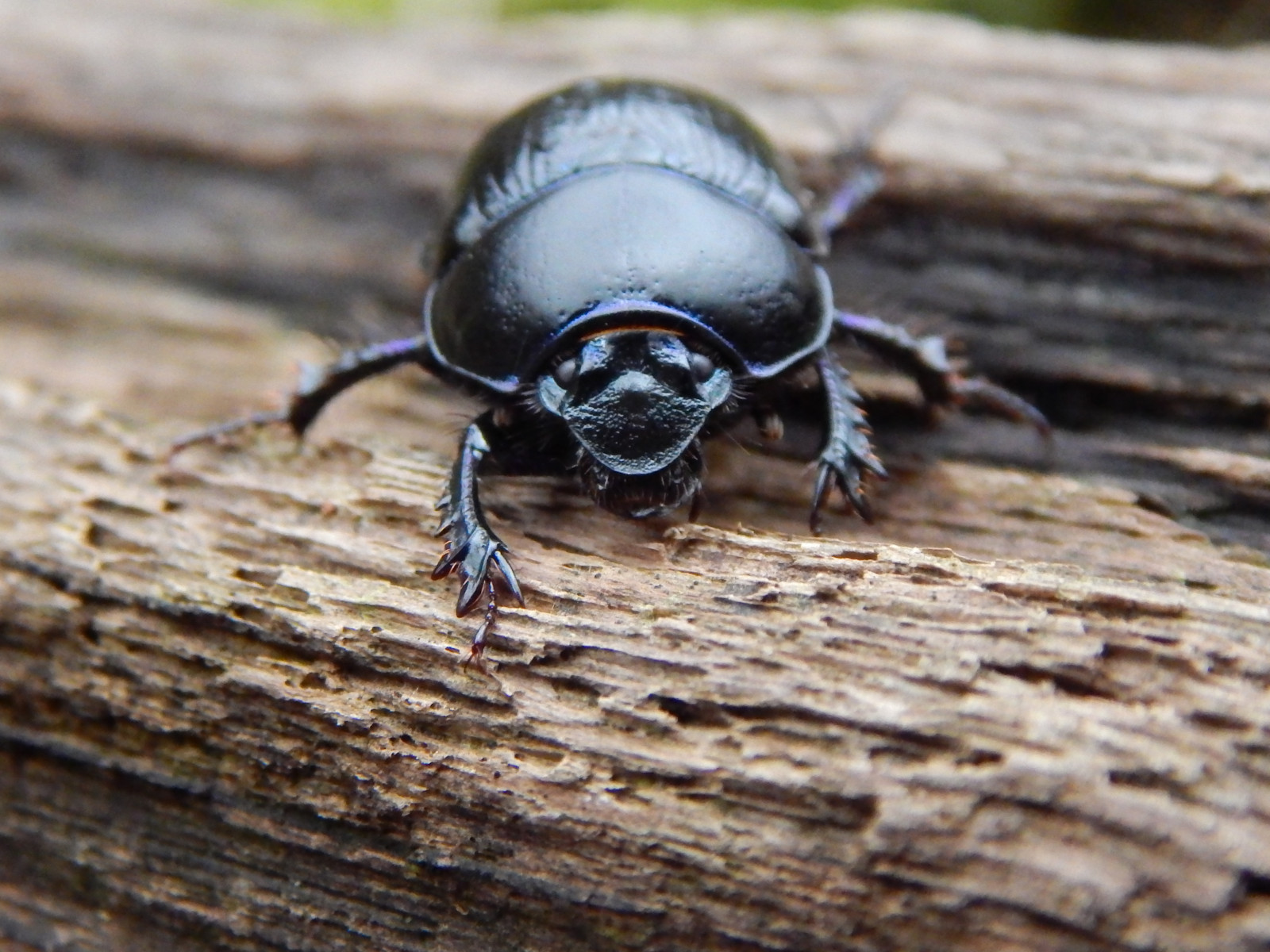 Wallpaper : marchminnigaffmoorthenlongwalkhome, dor, Beetle, geotrupes ...