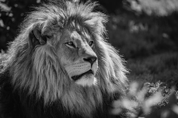 plant,felidae,carnivore,nature,lion,masai lion