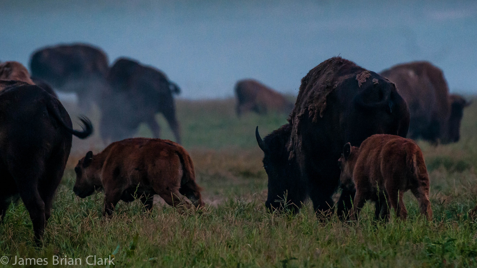 แนวนอน, ตก, สีขาว, ภาพประกอบ, สัตว์, แนวตั้ง, ธรรมชาติ, สีแดง, หญ้า, ท้องฟ้า, จอด, ฟิลด์, แตร, สีน้ำตาล, สัตว์ป่า, อุทยานแห่งชาติ, ฤดูร้อน, วัวกระทิง, ที่ราบ, สหรัฐอเมริกา, ถิ่นทุรกันดาร, เวกเตอร์, Montana, ควาย, ทุนดรา, วัว, บริภาษ, ชาติ, สัตว์, ทุ่งหญ้า, สห, รัฐ, อเมริกา, ป่า, ฤดู, ภายนอก, ทุ่งเลี้ยงสัตว์, ฝูงสัตว์, ทุ่งหญ้า, ที่ราบ, ชาย, สัตว์ป่า, สัตว์เลี้ยงลูกด้วยนม, อเมริกัน, แข็งแรง, ใหญ่, แตร, ไฮแลนด์, ทุ่งหญ้า, เขตชนบท, ระบบนิเวศ, สะวันนา, Badlands, วัวเหมือนสัตว์เลี้ยงลูกด้วยนม, วัวแพะครอบครัว, Shrubland, การเลี้ยงปศุสัตว์, สัตว์กินพืช, อีโครีเจียน, สายพันธุ์, Yellowstone, americanbison, ที่ใกล้สูญพันธุ์, Bisonbison, ร่อง, ประเภท, สัตว์เลื้อยคลาน, terrestrial animal