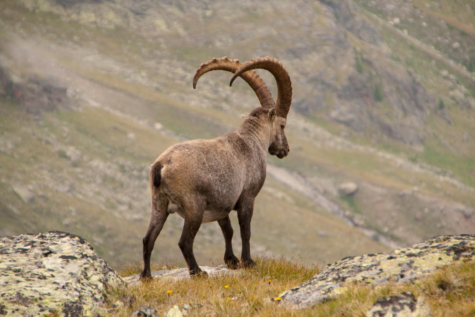 Fond d'écran : alpine ibex, chèvre, Montagnes, cornes 3888x2592 ...