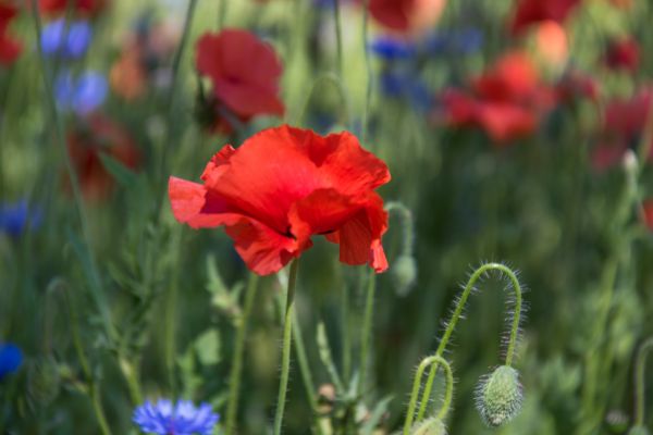 flower,field,poppy,blomma,cornflower,geolocation