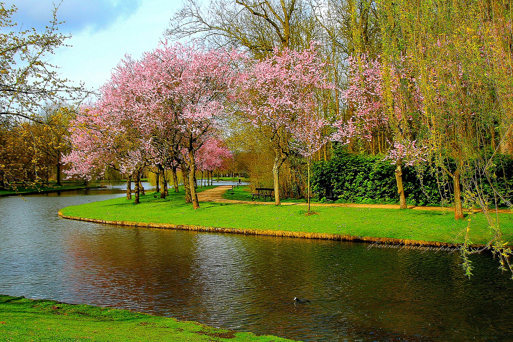 Wallpaper Belgium, mechelen, park, vrijbroekpark, spring, trees