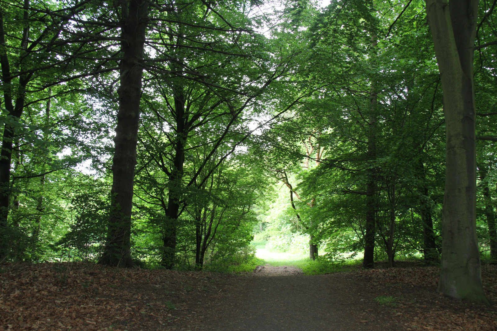 luce del sole, foresta, natura, parco, ramo, verde, giungla, foresta pluviale, albero, autunno, foglia, boschi, Trelleborg, pista, tre, due senza tre, prato, alb ck, bosco, boschetto, habitat, ambiente naturale, pianta legnosa, ecosistema, temperata foresta di conifere, bioma, vecchia foresta di crescita, foresta temperata, deciduo