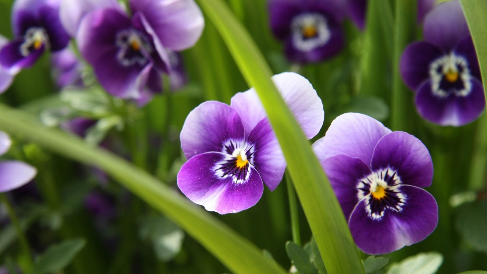 le foglie, fiori, erba, a strisce, fiore, pianta, occhio, viola del pensiero, flora, petalo, viola, Fiore di campo, impianto di terra, pianta fiorita, fotografia macro, famiglia viola