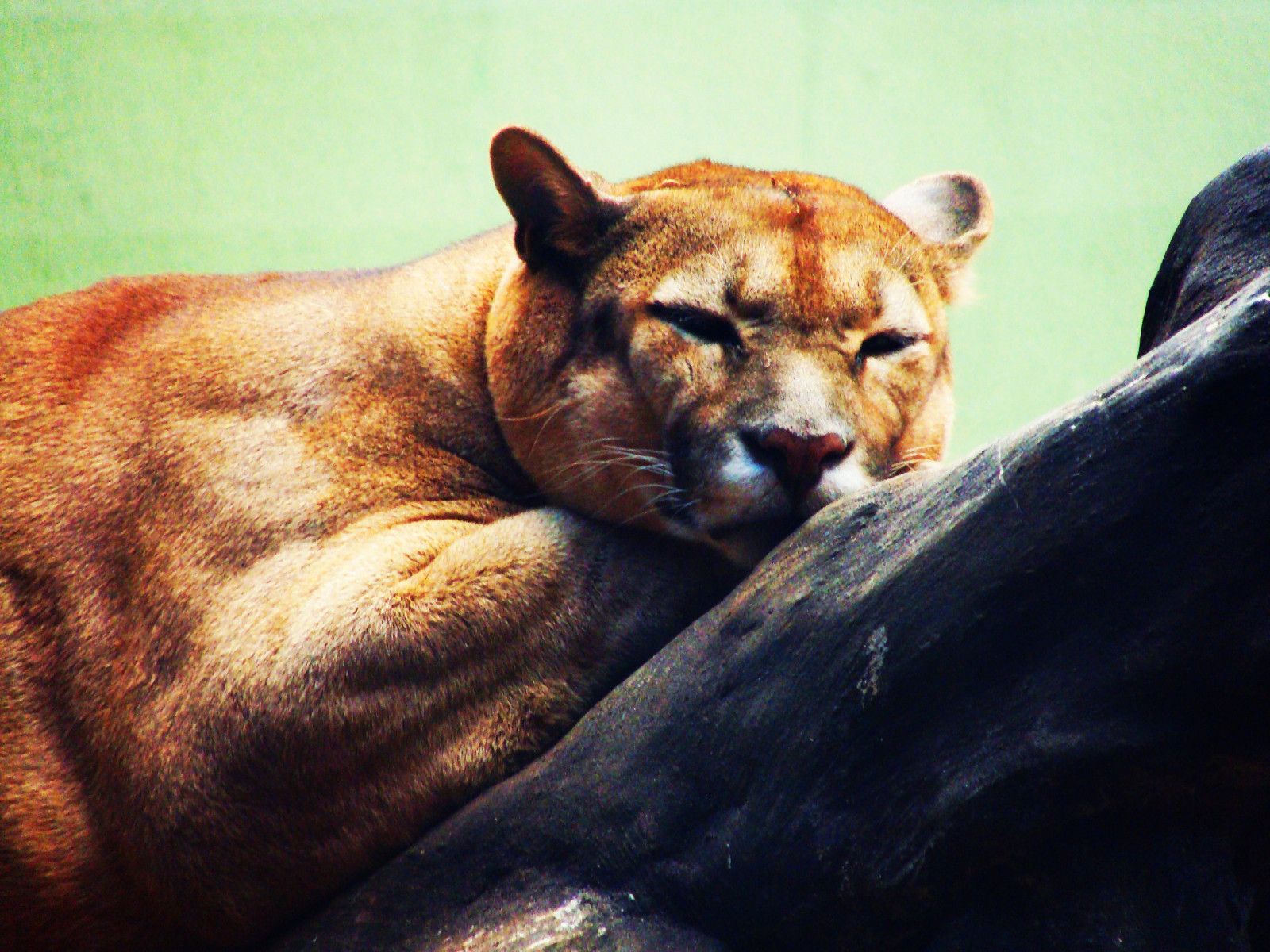 Volně žijících živočichů, savec, fauna, hlava, Puma, Puma, kníry, kočka jako savci, terrestrial animal, oko, čenich, srst, orgán, organismus, velké kočky, carnivoran, zoologická zahrada