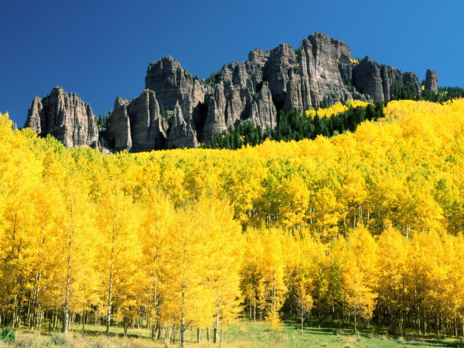Wallpaper : autumn, birches, mountains, yellow, Colorado 1600x1200 ...