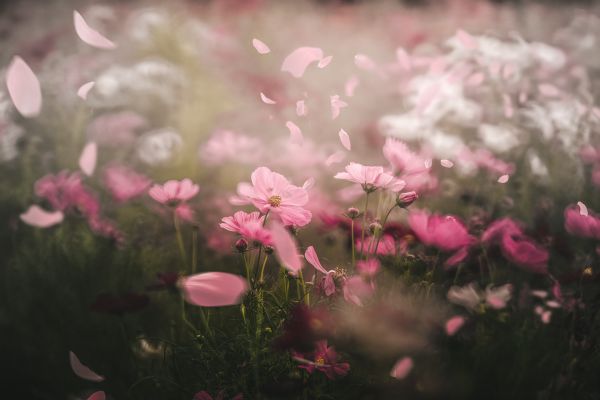 spring,flowers,nature,bokeh