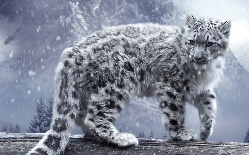 animali, gatti, leopardi, la neve, 1920x1200 px animali, gatti, leopardi, la neve, 1920x1200 px