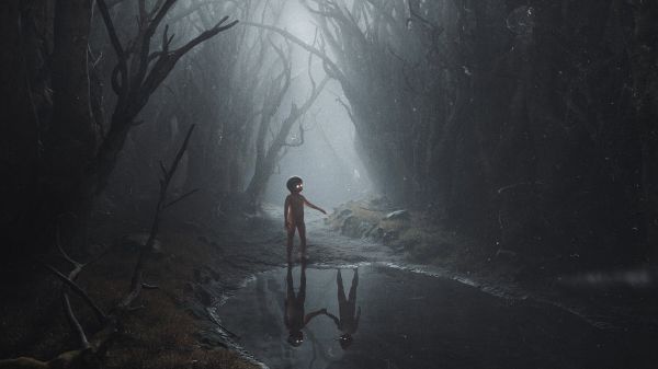 forest,reflection,puddle,mist
