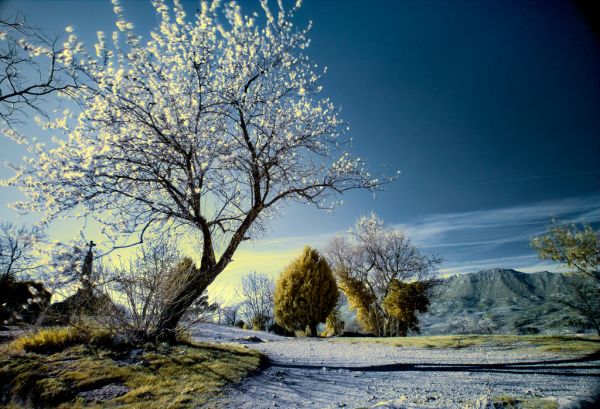 sunlight, trees, white, black, landscape, mountains