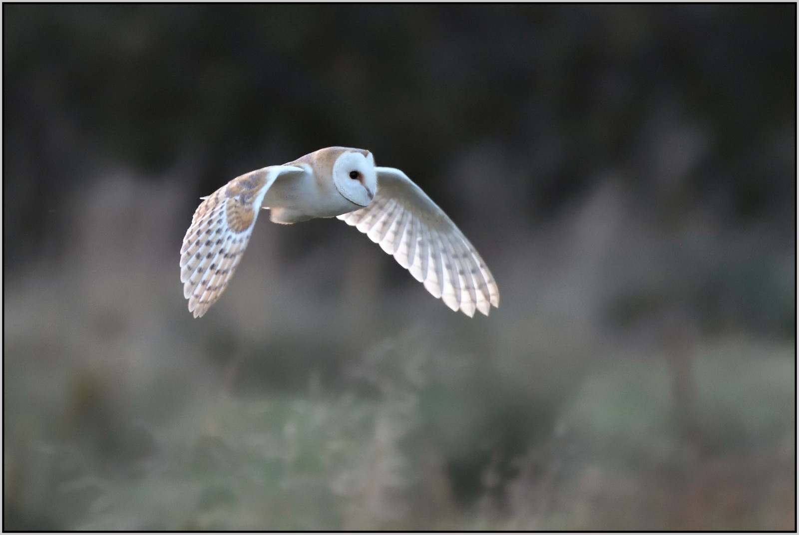 natura, volante, natura, uccello rapace, fienile, gufo, becco, Preda, Volo, uccello, birdofprey, ala, fauna, laghi, prenotare, Rspb, palude, Cambridgeshire, Drayton
