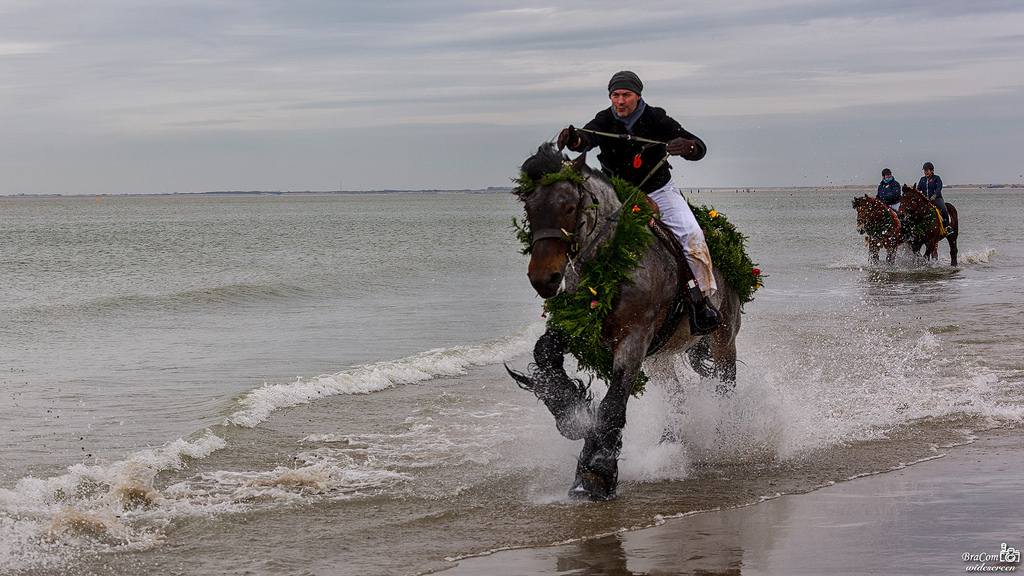 hav, vand, sand, hest, strand, Canon, Holland, holland, Surf, plaske, handling, refleksioner, bølge, sjovt, streng, nl, folklore, nederland, tradition, 169, Nordsøen, bracom, southholland, canoneos5dmkiii, widescreen, bramvanbroekhoven, ridning, hest som pattedyr, hingst, pack dyr, Zee, Noordzee, Zeeland, Renesse, spiegeling, galop, galop, branding, actie, paard, strao, Spetters, Traditie, Noordwelle, schouwenduiveland, canonef70200mm