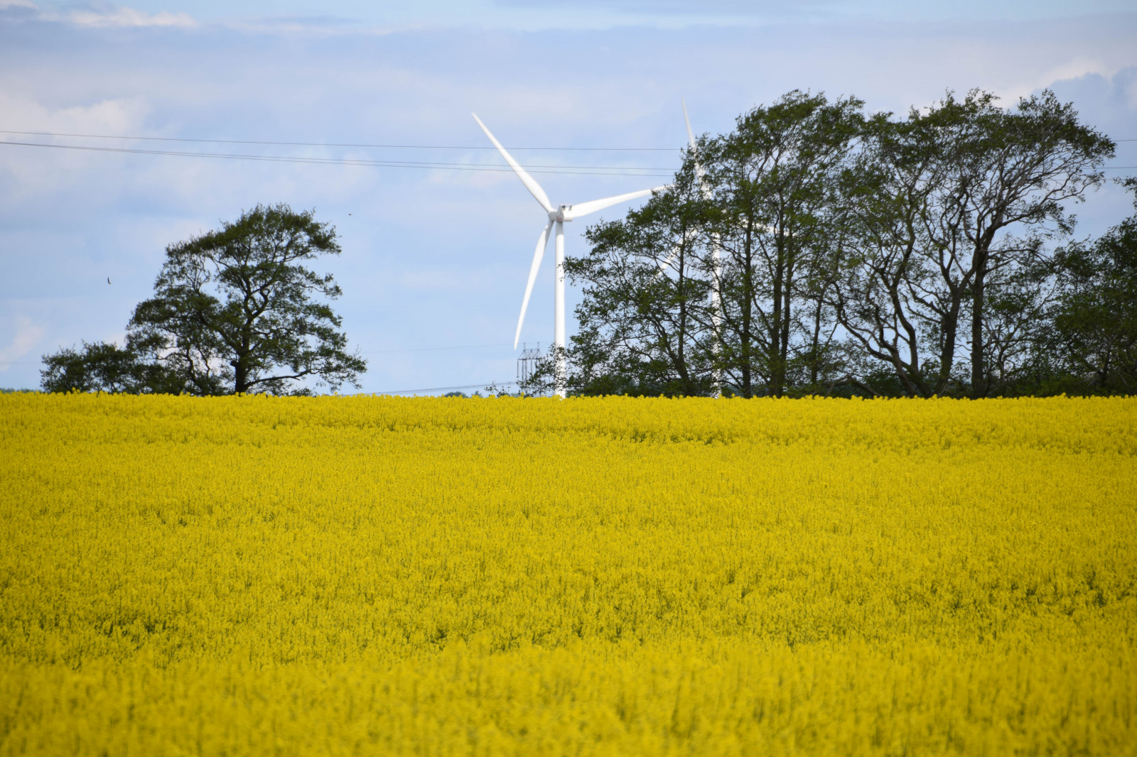 jídlo, Příroda, nebe, pole, žlutý, Švédsko, Sverige, řepkového, květ, lučina, rostlina, venkovní, sk nel n, se, nebe, sk ne, venkov, landsbygd, znásilnění, silnice, brassicanapus, rapseed, spannm l, řepka, zemědělství, louka, prostý, prérie, oříznutí, venkov, vyrobit, suchozemská rostlina, kvetoucí rostlina, tráva rodina, zeleninový, brassica, hořčice závod, brassica rapa, hořčice a zelí rodina