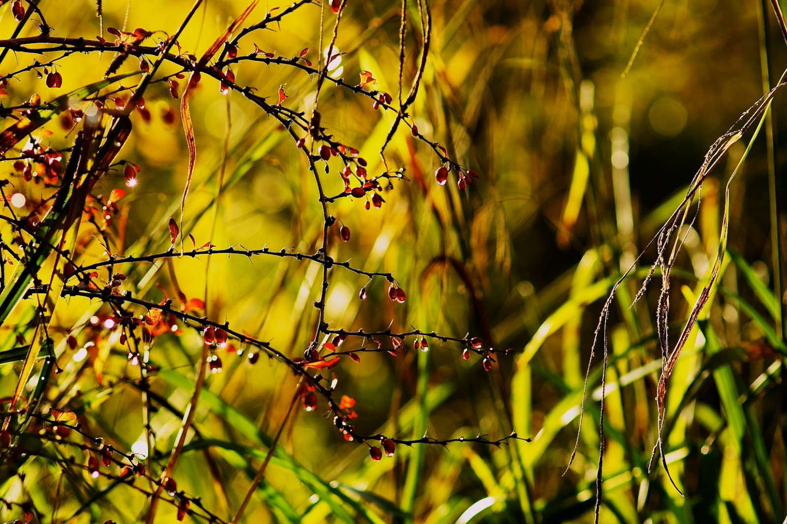 แสงแดด, หญ้า, สาขา, สีเหลือง, สัตว์ป่า, พุ่มไม้, ทอง, ฤดูใบไม้ผลิ, เบา, ต้นไม้, ฤดูใบไม้ร่วง, ใบไม้, ปลูก, ผลไม้เล็ก ๆ, พืช, พืชพันธุ์, พุ่มไม้, 85 มม. 14, กิ่งไม้, หญ้า, ใกล้ชิด, ระบบนิเวศ, ครอบครัวหญ้า, ต้นกำเนิด, ผลัดใบ, สิ่งมีชีวิต