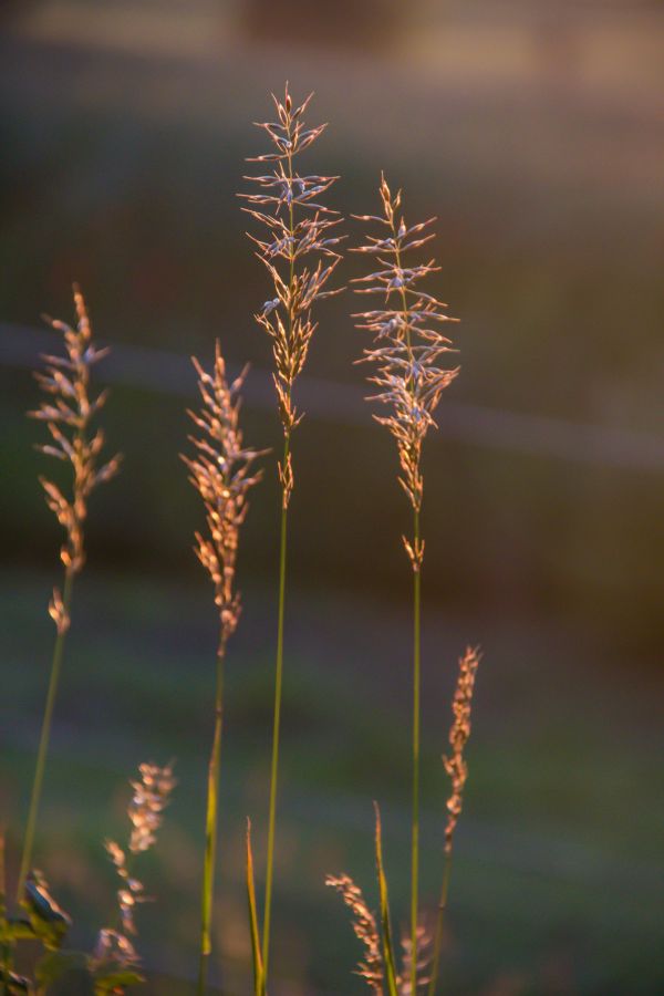sunlight,nature,grass,branch,reflection,field