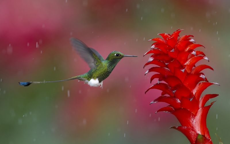 1920x1200 px, eläimet, lintuja, tipat, kukat, kolibri 1920x1200 px, eläimet, lintuja, tipat, kukat, kolibri