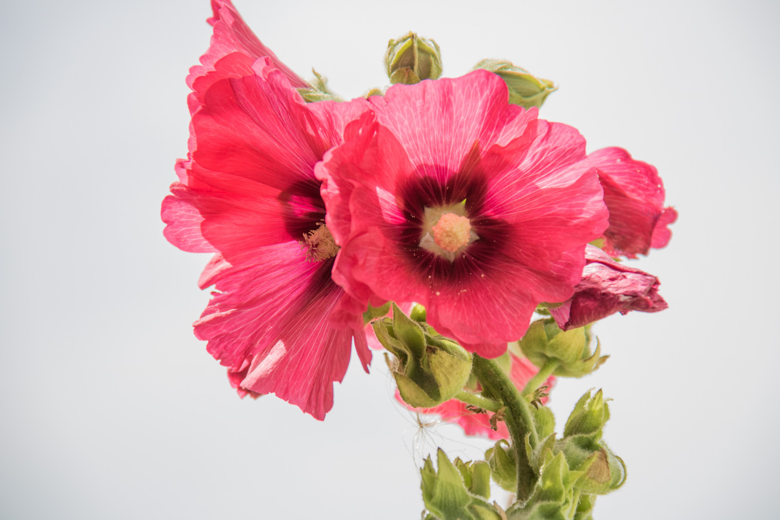 Červené, květ, růžový, ibišek, květ, rostlina, flóra, Blomma, Hollyhocks, stockros, exif modelu canoneos760d, geocountry, Kamera aby kánon, geocity, Model fotoaparátu canoneos760d, geostate, geolocation, EXIF čočka efs18200mmf3556is, exif aby kánon, EXIF isospeed 100, EXIF otvor 71, exif focallength 140mm, katrinetorp, katrinetorpslanderi, okvětní lístek, hollyhock, suchozemská rostlina, kvetoucí rostlina, makro fotografie, floristika, daisy rodina, kytice, aranžování květin, květinový vzor, řezané květiny, Slézotvaré, karafiát