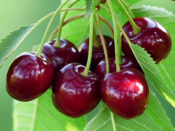 branch,cherries,cherry,berries