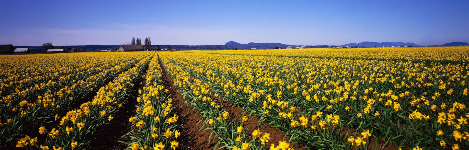 krajina, jídlo, květiny, pole, žlutý, řepkového, květ, rostlina, slunečnice, řepka, zemědělství, prostý, prérie, oříznutí, půda, venkov, vyrobit, suchozemská rostlina, kvetoucí rostlina, tráva rodina, zeleninový, brassica, daisy rodina, 3750x1200 px, hořčice závod