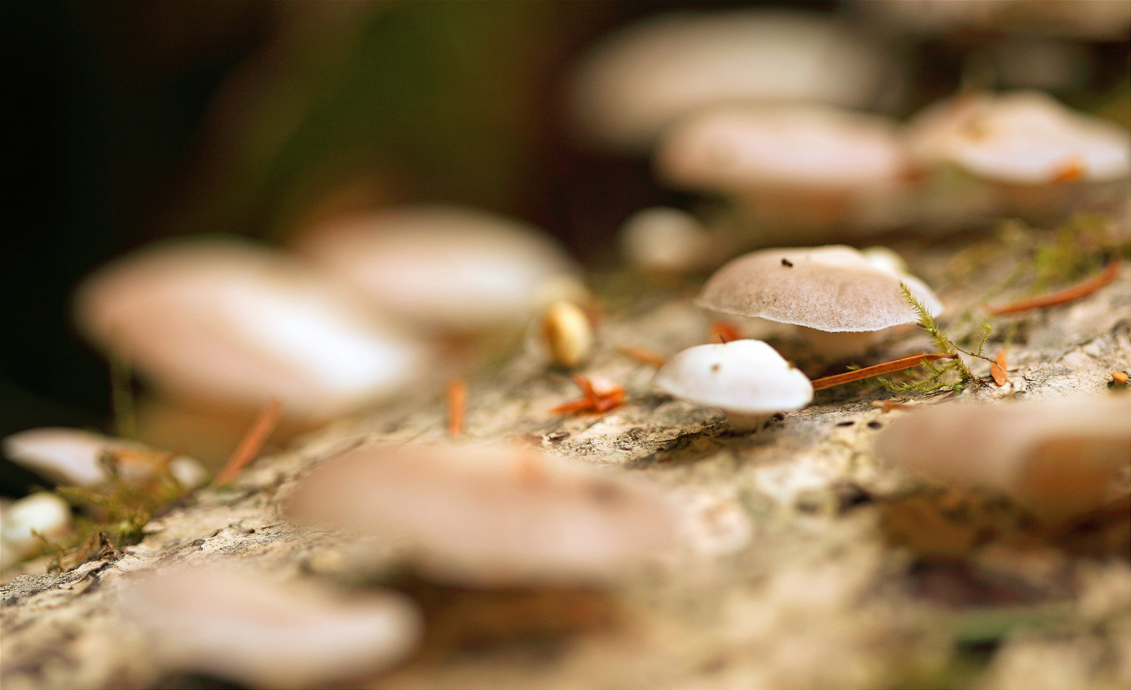 jídlo, Příroda, park, fotografování, makro, houba, Kánon, Oregon, objektiv, turistika, shrooms, stříbrný, hloubka pole, podzim, 5 d, označit, ii, list, květ, flóra, dof, houby, Stát, eos, ian, rozumný, pády, zblízka, makro fotografie, woohoo, vznešenost, dofungi