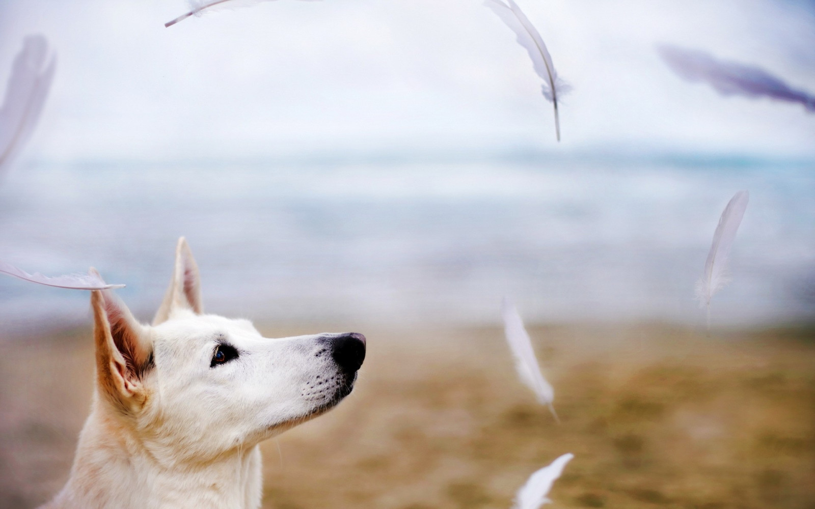 Wallpaper feathers, Flight, dogs, vertebrate, dog like mammal