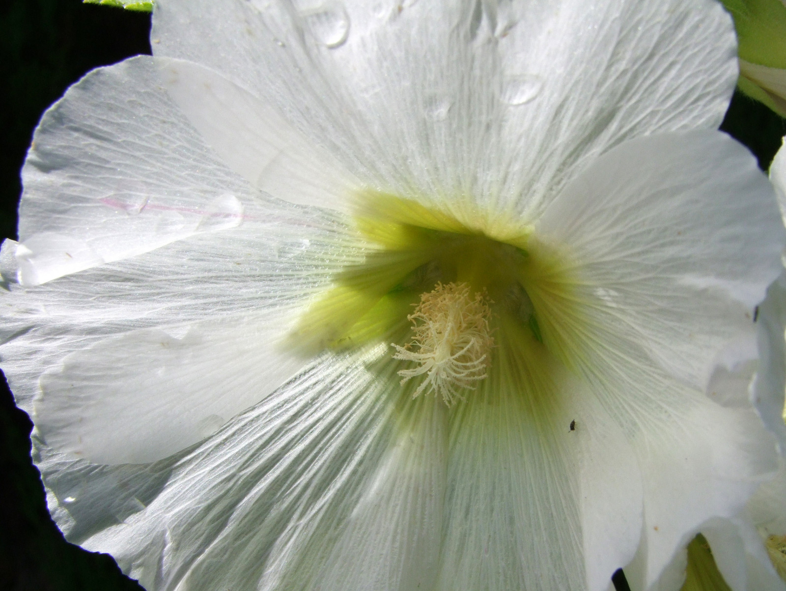 bílý, makro, květ, Krásná, květ, rostlina, flóra, okvětní lístek, hollyhock, ngc, 100commentgroup, natureselegantshots, theunforgettablepictures, flowersarebeautiful, S100FS, botanika, suchozemská rostlina, kvetoucí rostlina, zblízka, makro fotografie, závod stonek, calochortus, crescentgardens