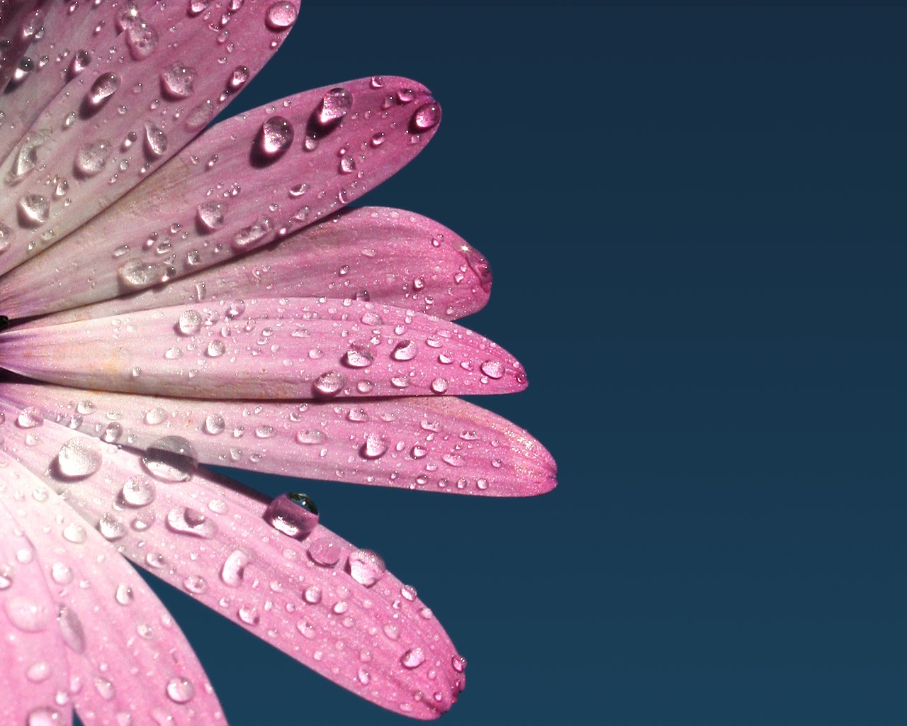 Wallpaper pink flowers, water drops, magenta, flower, petal, fashion