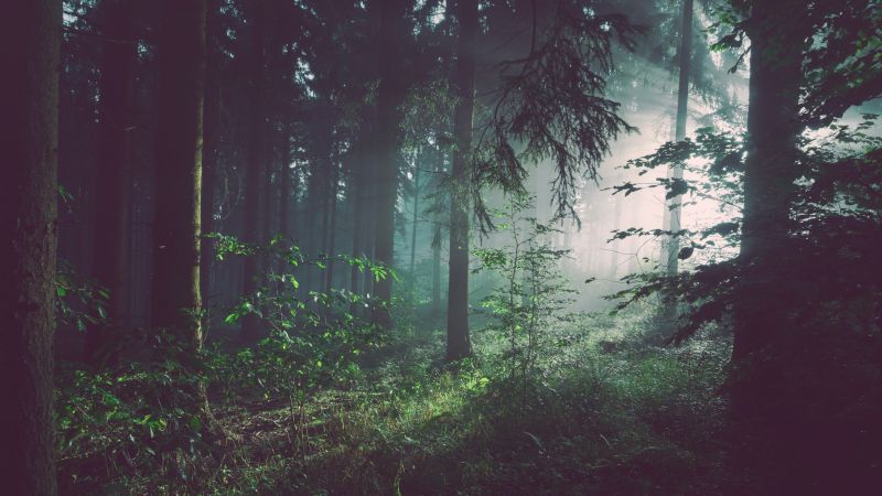 slunečnímu záření, stromy, les, Příroda, krajina, listy slunečnímu záření, stromy, les, Příroda, krajina, listy