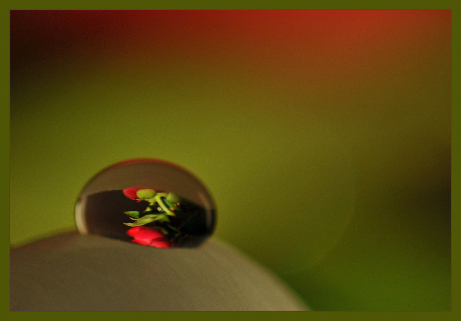 สีแดง, ทรงกลม, แมโคร, สีเขียว, สีเหลือง, วงกลม, Nikon, Rouge, เบา, สี, ใบไม้, ดอกไม้, สีเขียว, รูปร่าง, กลีบดอก, fleurs, couleurs, Jardin, จ่ายเงิน, pluie, suisse, เกาต์, printemps, fabuleuse, วอลล์เปเปอร์คอมพิวเตอร์, การถ่ายภาพมาโคร, องุ่น