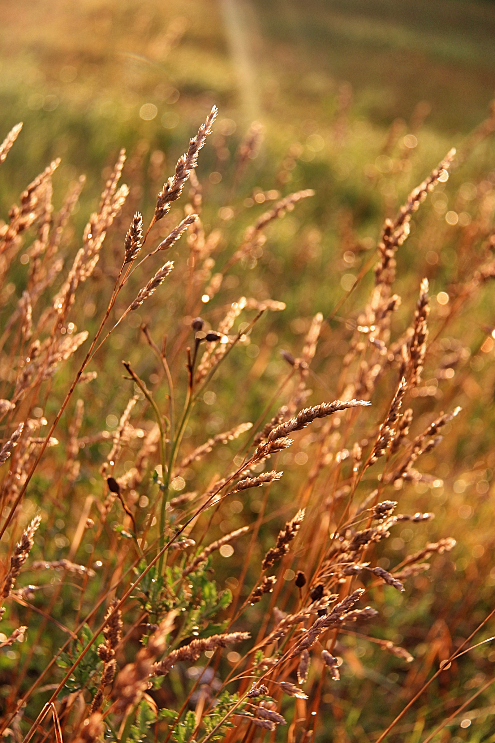 แสงแดด, ธรรมชาติ, หญ้า, ฟิลด์, สาขา, สีเขียว, Canon, ฟางข้าว, น้ำค้าง, ฤดูใบไม้ร่วง, ใบไม้, ดอกไม้, ทุ่งหญ้า, ปลูก, พืช, เกษตรกรรม, ทุ่งหญ้า, ดอกไม้ป่า, สนามหญ้า, ทุ่งหญ้า, พืช, ถิ่นที่อยู่, โรงงานที่ดิน, ใกล้ชิด, การถ่ายภาพมาโคร, ครอบครัวหญ้า, ต้นกำเนิด, ความชื้น