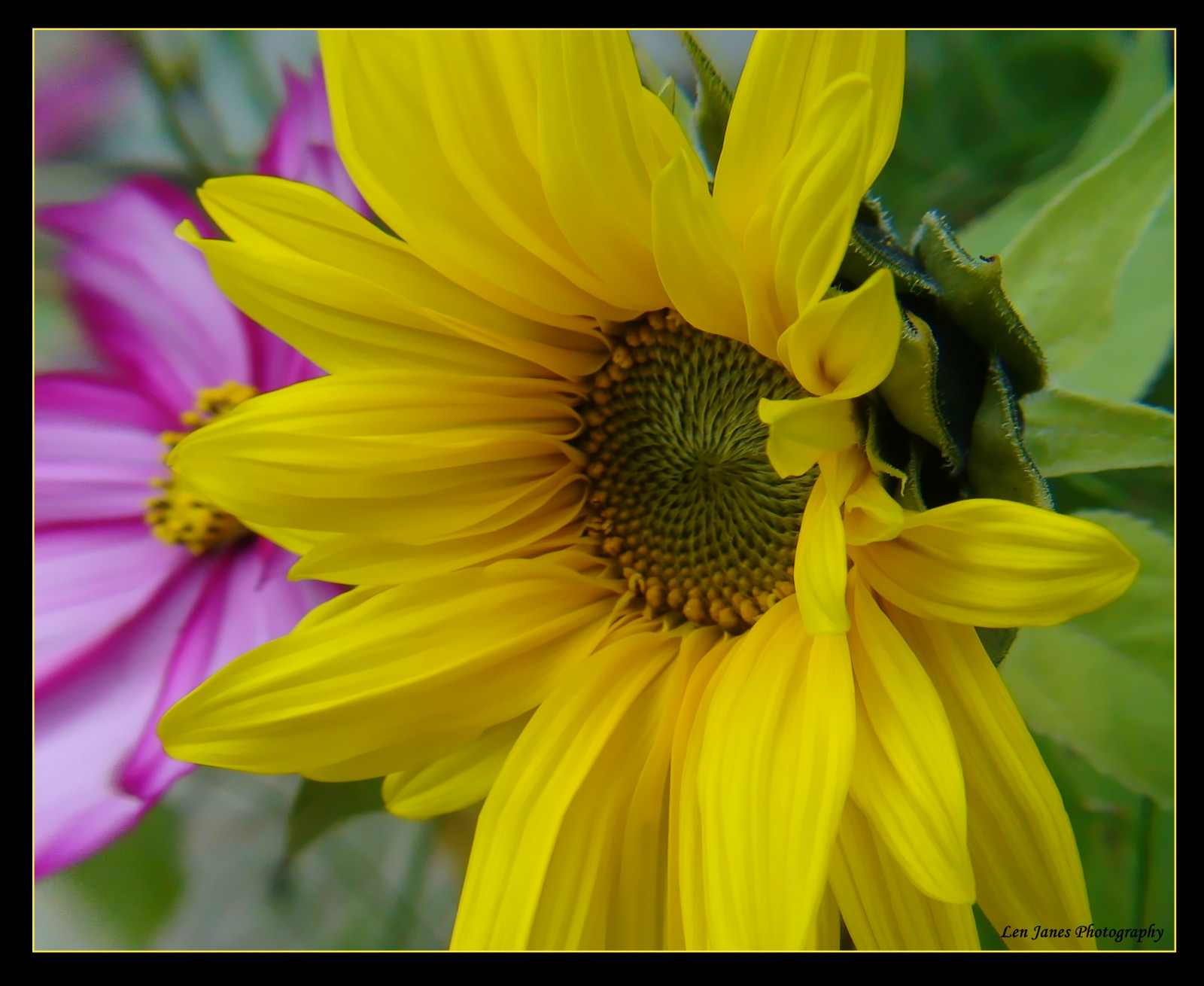 bílý, Černá, portrét, voda, milovat, Červené, zima, čísla, detailní, makro, lev, zelená, žlutý, modrý, oranžový, Bubliny, letní, pyl, bokeh, kůže, růžový, Disney, jaro, květináč, past na myši, Včela, země, barva, květ, zavřít, duha, rostlina, divoký, slunečnice, flóra, barva, zábava, myš, barvy, úžasný, okvětní lístek, přistát, skupina, zajímavý, ngc, zajímavost, fantastický, Bedfordshire, natureselegantshots, topshots, divoká rostlina, posměch, dostal, waterdroplets, micky, gotas, Langford, počítač tapeta, korálek, zblízka, makro fotografie, daisy rodina, membrána okřídlený hmyz, nektar, včelí med, opylovači, slunečnicové semeno, zájem, kolouch, slunečnicová semínka, slunečnicový olej, Úžasné skupiny