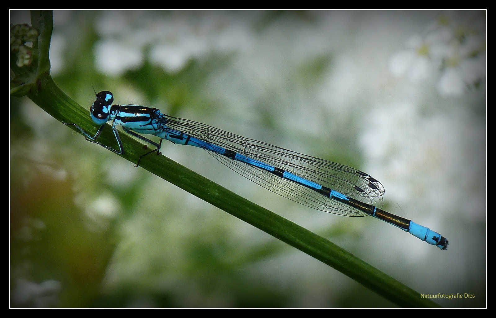 dier, แมลง, แมโคร, poelbos, ไป, Zeeland, ฮอลแลนด์